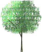 木のサンプル2